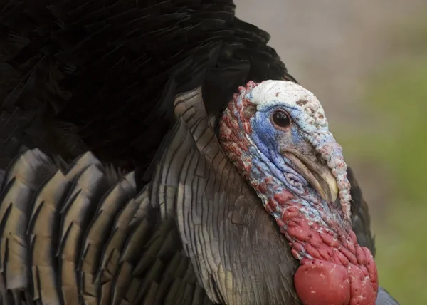 Wild Turkey (meleagris four allopavo)