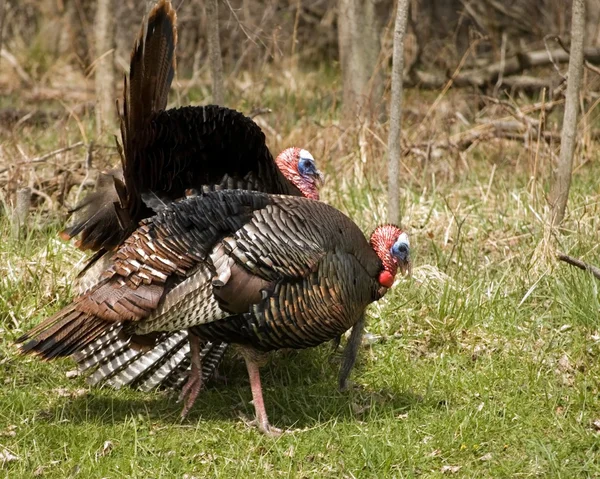 Wild turkey impettito — Foto Stock