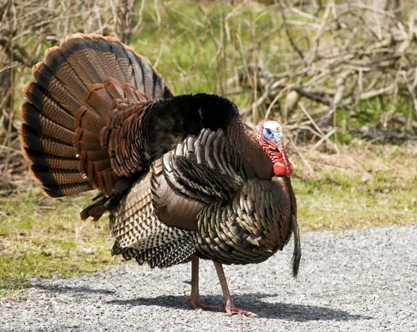 Wild Turkey Strutting — Stock Photo, Image