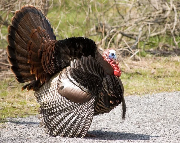 Wild turkey struttade — Stockfoto