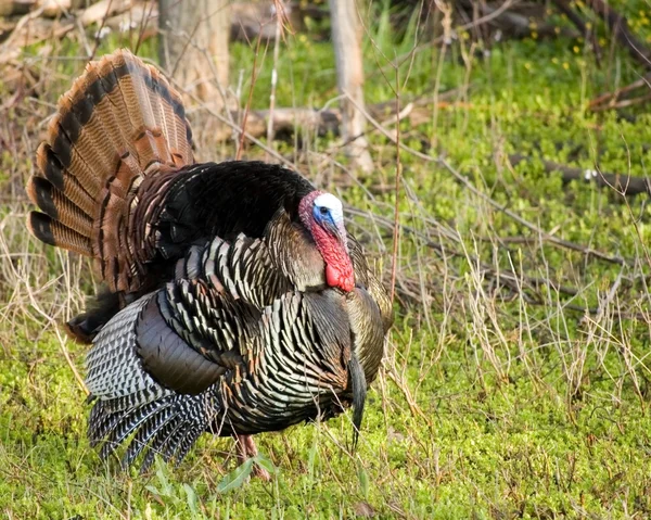 Wild turkey struttade — Stockfoto