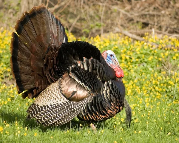 Wild turkey impettito — Foto Stock