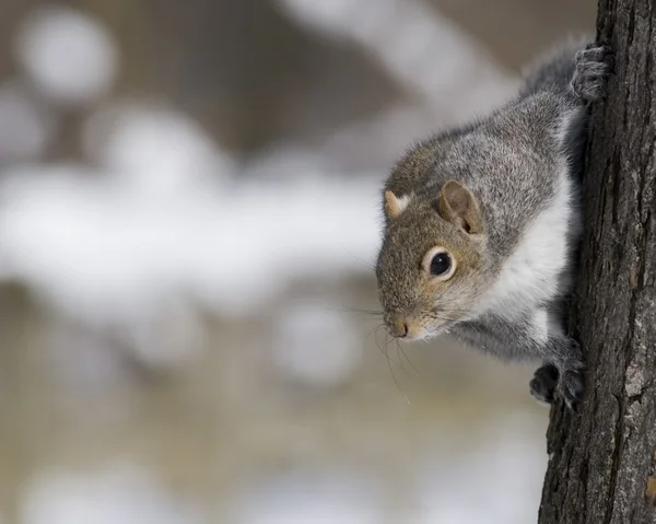 Gray Squirrel (Sciurus carolinensis) — Stock Photo, Image