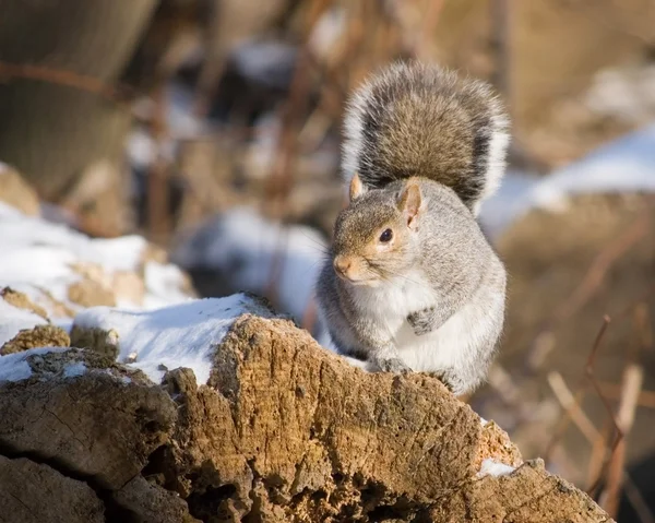Écureuil gris d'hiver — Photo