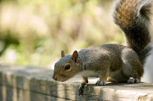 Gray Squirrel — Stock Photo, Image