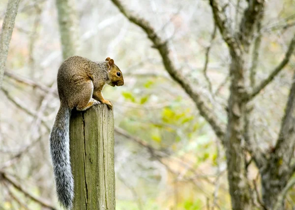 Szürke mókus — Stock Fotó