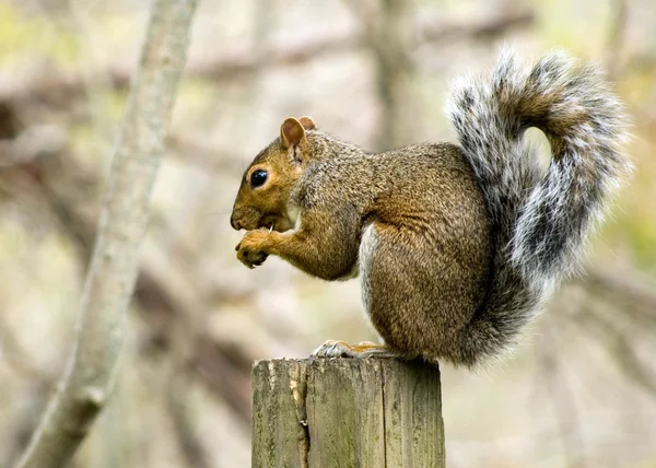 Esquilo cinzento — Fotografia de Stock