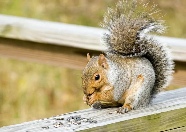 Szürke mókus — Stock Fotó