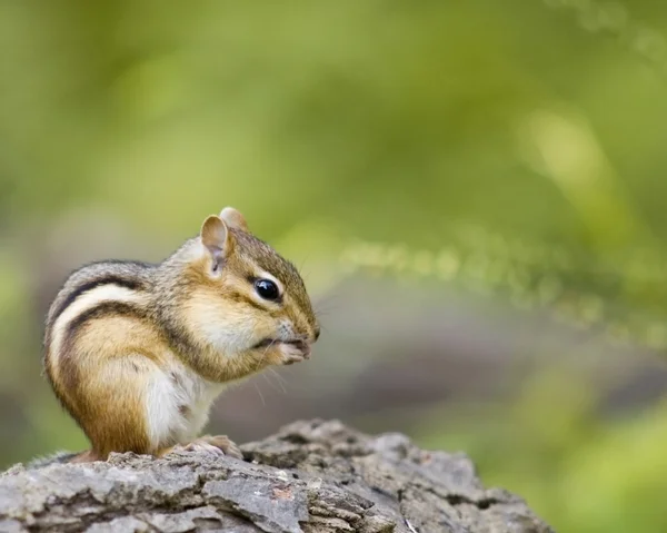 Streifenhörnchen auf einem Baumstamm — Stockfoto