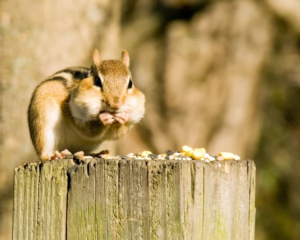 Streifenhörnchen auf einem Pfosten — Stockfoto