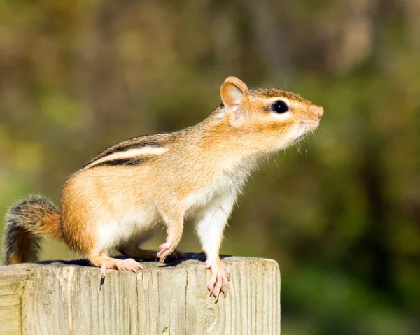 Chipmunk On A Post — Stock Photo, Image