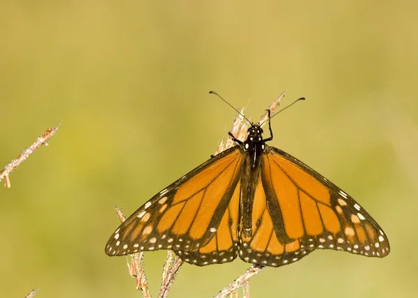 Намісник метелик (Limenitis співвойовникові) — стокове фото