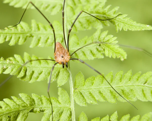 Papai longlegs aranha — Fotografia de Stock