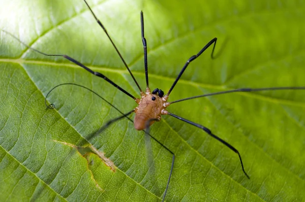 Papa Longlegs Spider — Photo