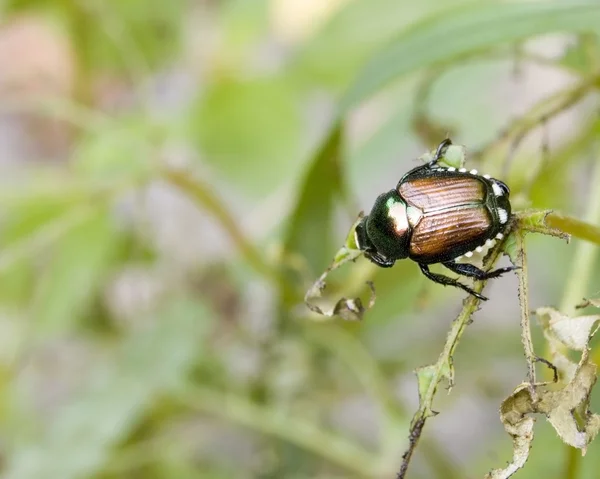 Japanese Beetle — Stock Photo, Image