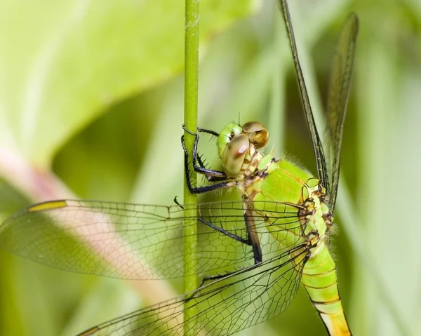 Groene darner dragonfly — Stockfoto