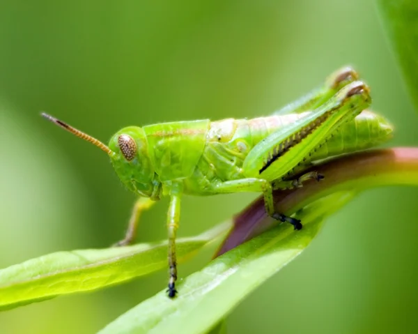 Grasshopper na lâmina de grama — Fotografia de Stock