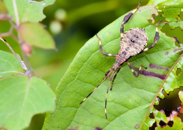 Bug végétal — Photo