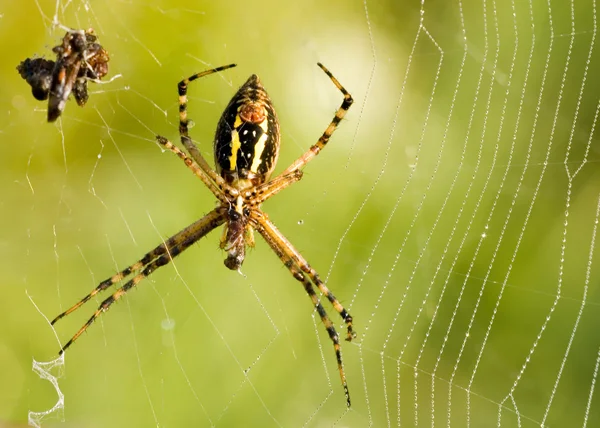 정원 거미 — 스톡 사진