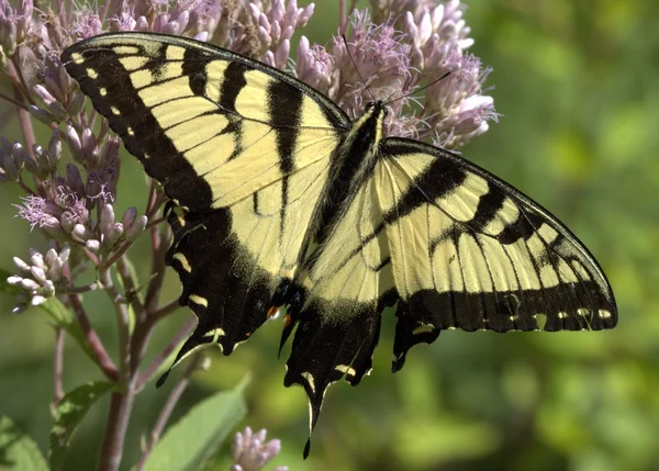Doğu tiger swallowtail — Stok fotoğraf
