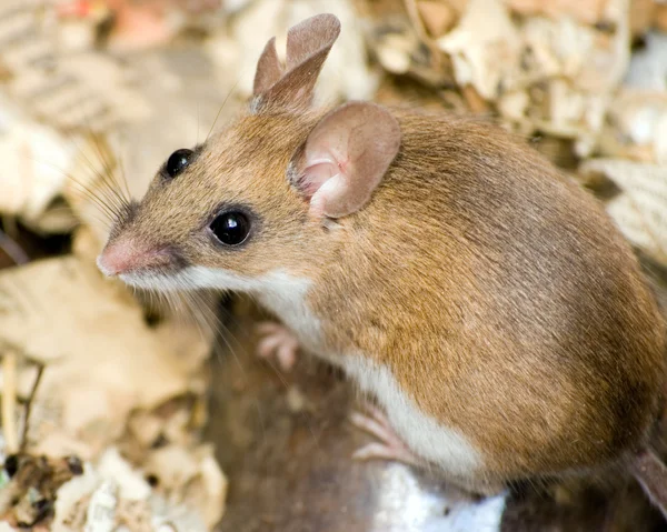 stock image Field Mouse