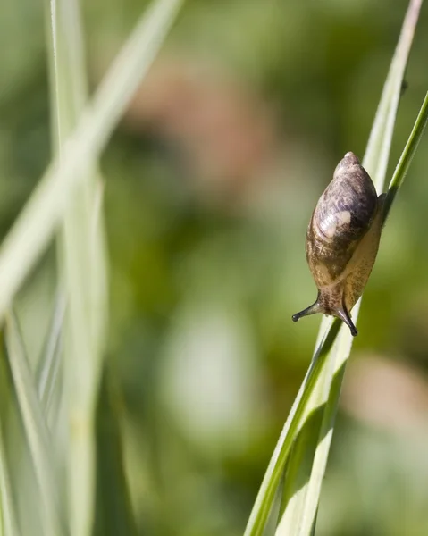 Garden Snail (Helix aspersa) — Stock Photo, Image