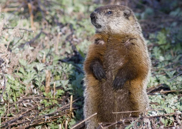 마모 (Marmota monax) — 스톡 사진
