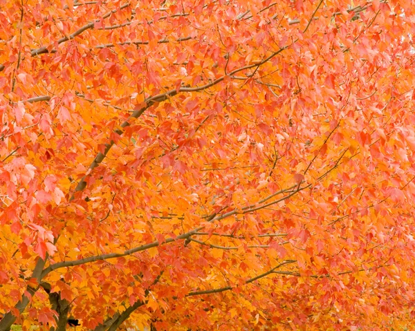 stock image Autumn Maple