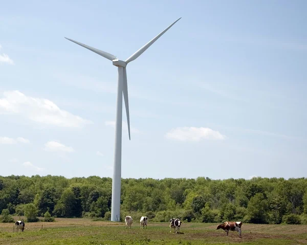 風車、牛 — ストック写真