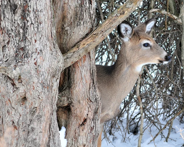 冬 whitetail 鹿バックします。 — ストック写真