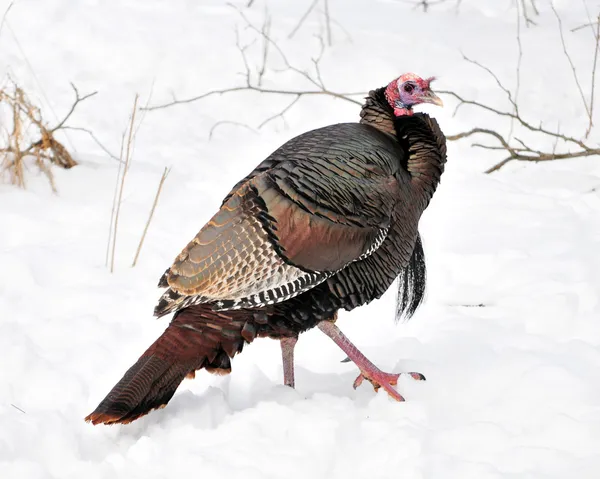 Inverno Wild Turkey — Fotografia de Stock