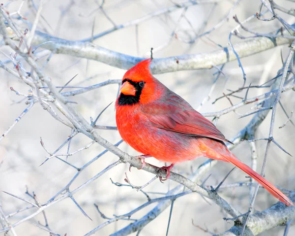 Kuzey Kardinal — Stok fotoğraf