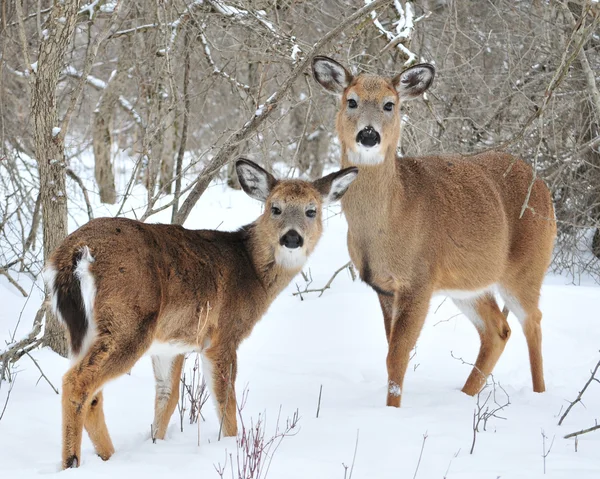 Whitetail Deer Yearling And Doe — Stock Photo, Image
