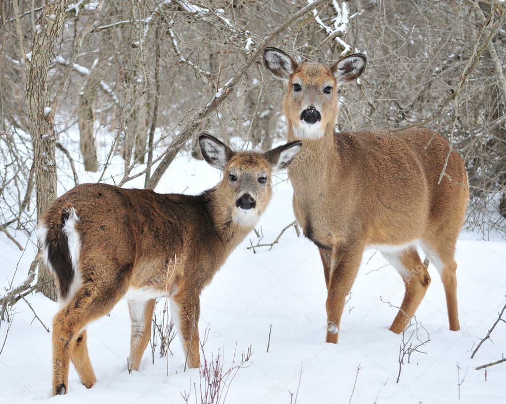 Whitetail Deer Yearling And Doe Stock Photo by ©brm1949 2156369