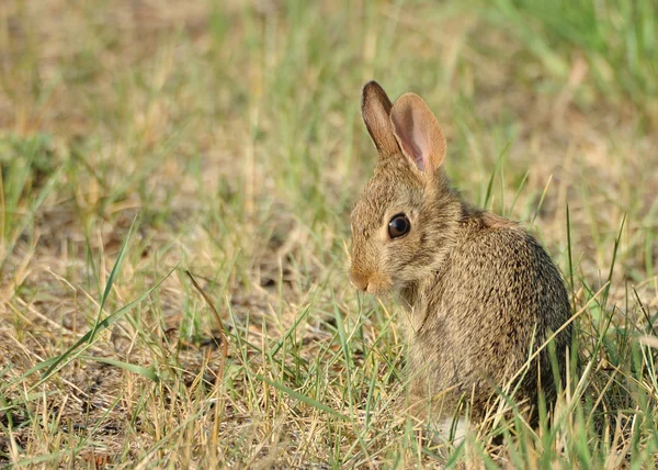 Baby Cottontail Rabbit — Stock Photo, Image