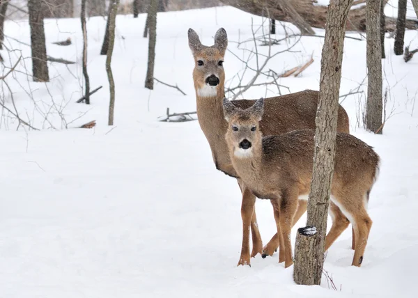 Whitetail Deer — Stock Photo, Image