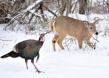 Whitetail Doe And Turkey clipart