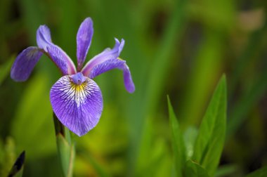 mavi bayrak iris