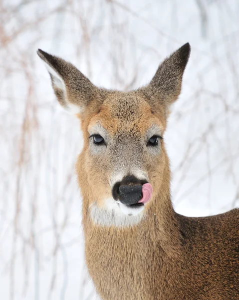 ホワイトテール鹿は — ストック写真