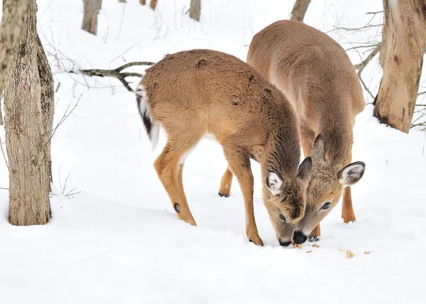 Whitetail Deer Yearling e Doe — Foto Stock