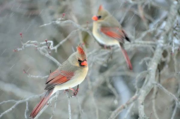 Two Female Cardinals — Stock Photo, Image
