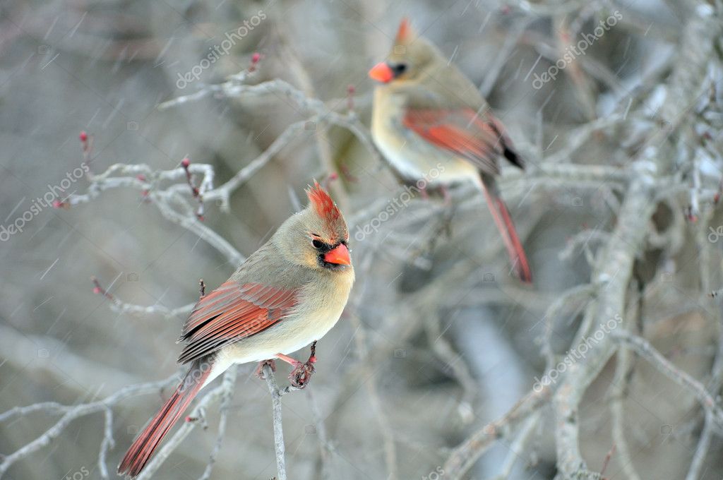 Two Female Cardinals — Stock Photo © brm1949 2351438