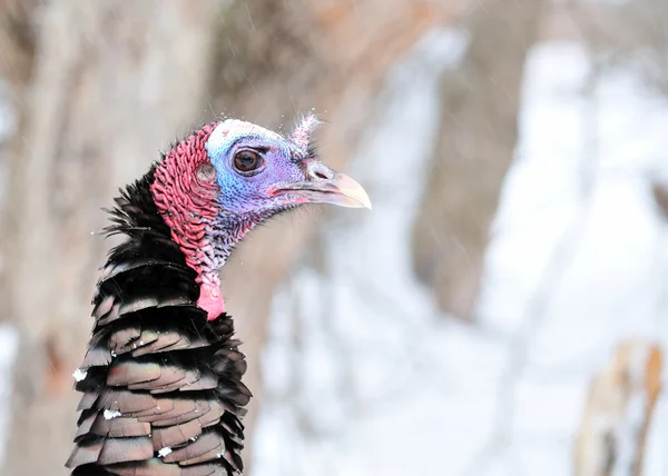 Wild Turkey Close-up — Stock Photo, Image