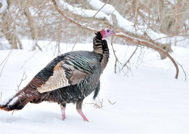 Kış wild turkey