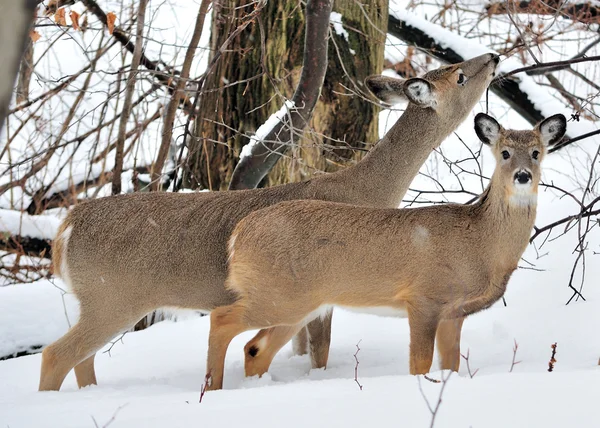 Whitetail Deer Doe And Yearling — Stock Photo, Image