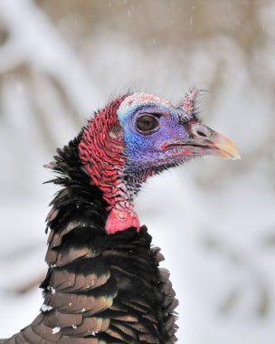 Wild Türkiye