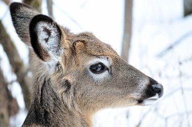 Whitetail Geyik yaşındaki