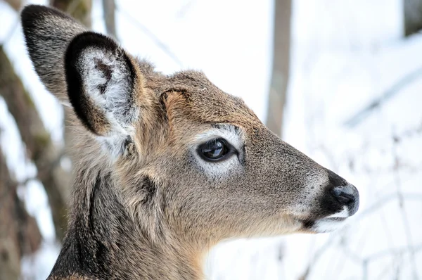 Yearling de ciervo de cola blanca —  Fotos de Stock