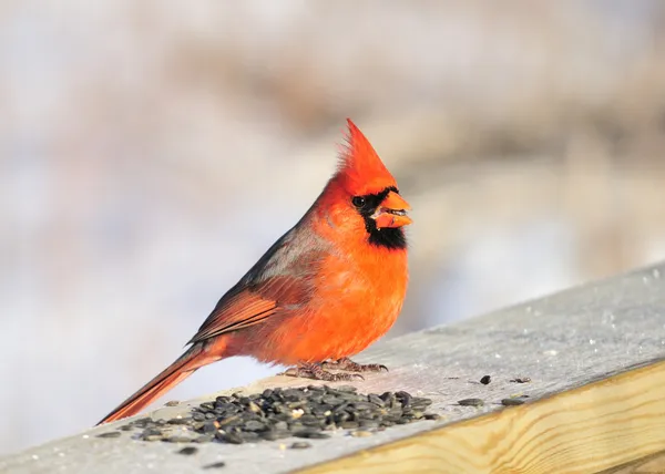 Cardinal nord — Photo