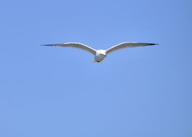 Ring-billed martı